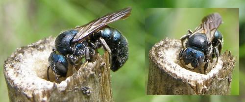 Réf. 78 115 : Ceratina chalcites