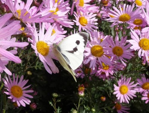 Réf. 78 031 : Pieris brassicae