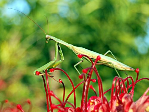 Mantis religiosa