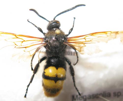 Réf. 78 850 : Megascolia maculata