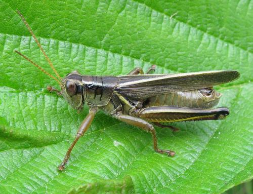 Melanoplus bivittatus