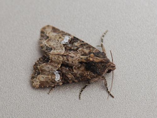 Réf. 78 570 : Mesapamea secalis