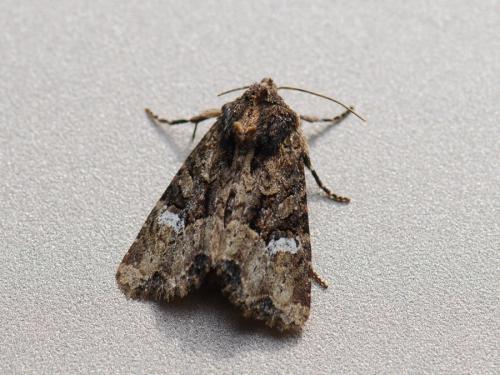 Réf. 78 571 : Mesapamea secalis