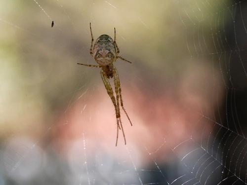 Metellina segmentata