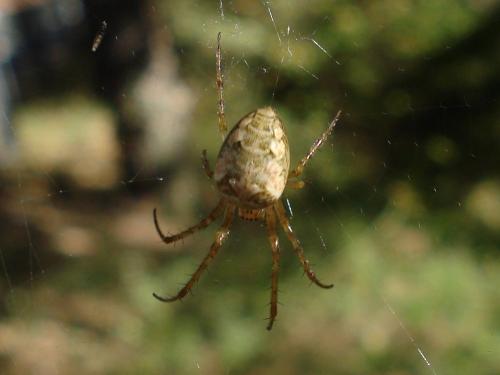 Metellina segmentata