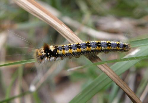 Réf. 78 137 : Euthrix potatoria