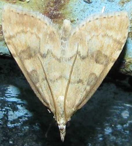 Réf. 78 485 : Udea fulvalis