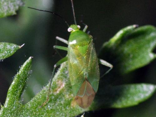 Lygocoris pabulinus
