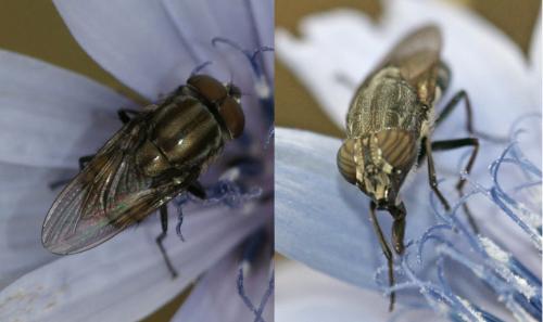 Stomorhina lunata