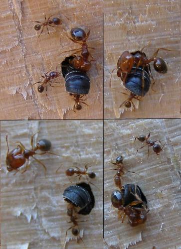 Réf. 78 403 : Pheidole pallidula
