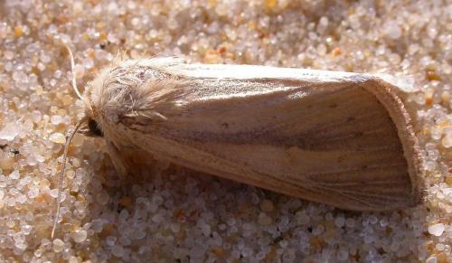 Réf. 78 896 : Sesamia nonagrioides