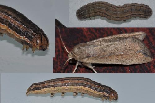 Mythimna unipuncta