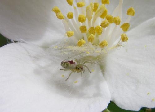 Nigma puella
