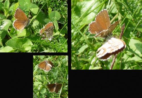 Cacyreus marshalli