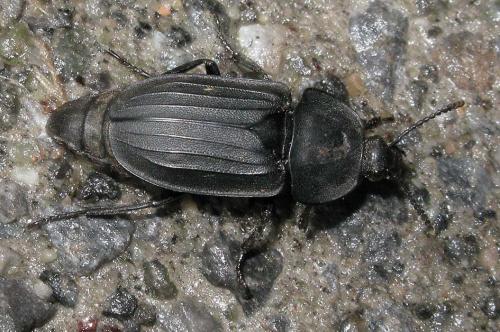 Silpha tristis