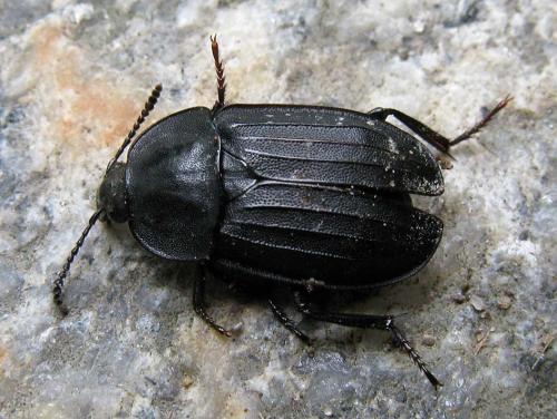 Réf. 78 835 : Silpha tristis