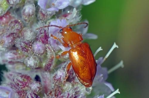 Réf. 78 704 : Neocrepidodera transversa