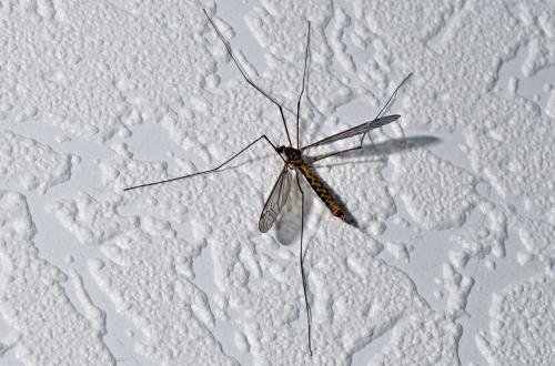 Tipula sp.