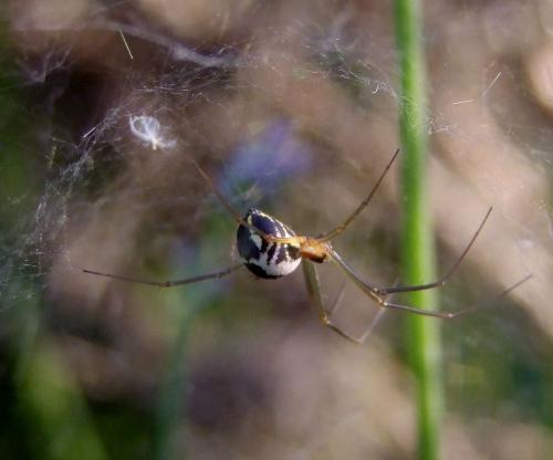 Neriene radiata