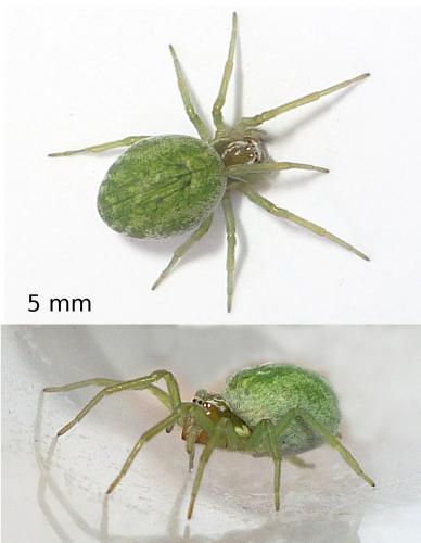 Nigma walckenaeri