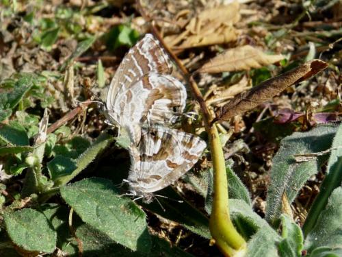 Réf. 78 030 : Cacyreus marshalli