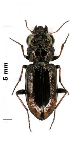 Notiophilus biguttatus