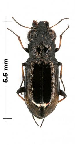 Réf. 78 310 : Notiophilus quadripunctatus