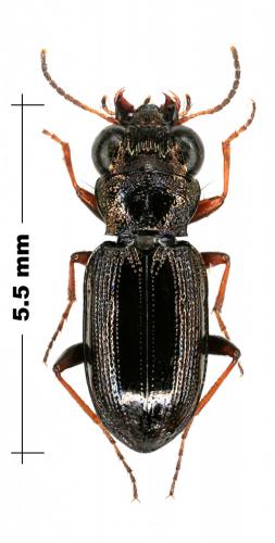 Réf. 78 315 : Notiophilus rufipes