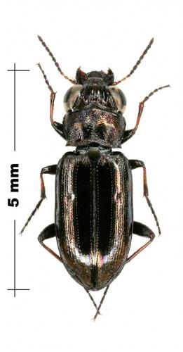 Notiophilus substriatus