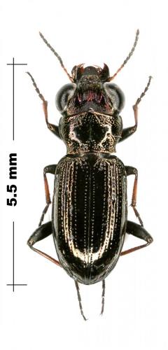 Notiophilus palustris
