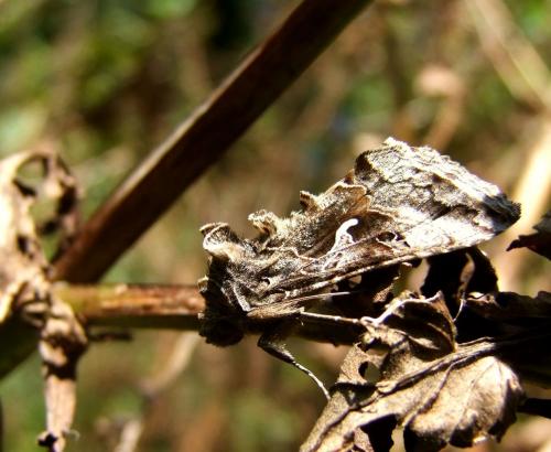 Réf. 78 276 : Autographa gamma