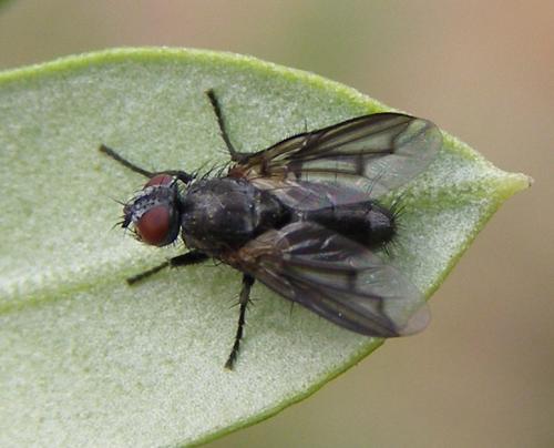 Réf. 78 999 : Nyctia halterata