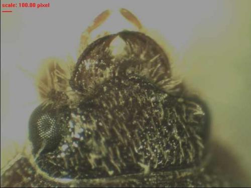 Ochodaeus chrysomeloides