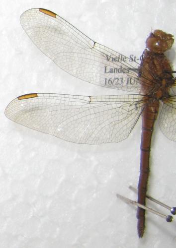 Orthetrum sp.