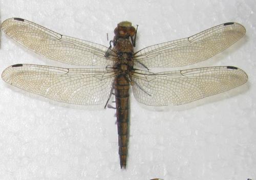 Orthetrum cancellatum