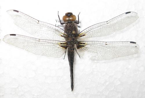 Libellula fulva