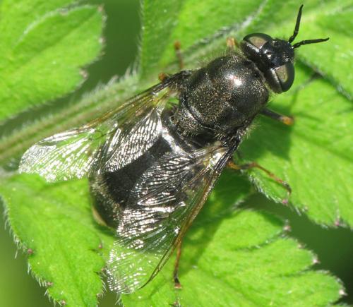 Réf. 78 077 : Odontomyia tigrina
