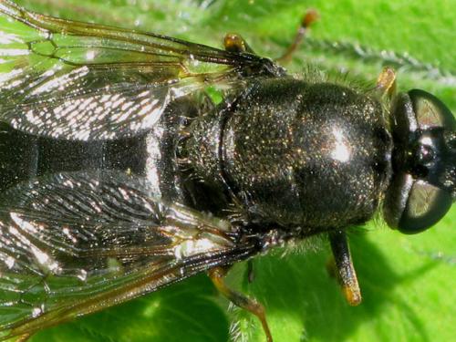 Réf. 78 078 : Odontomyia tigrina