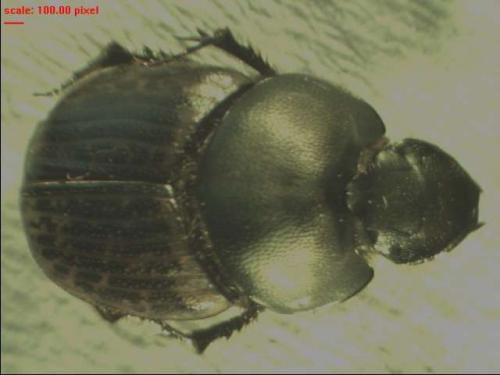 Onthophagus medius