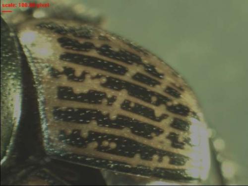 Onthophagus medius