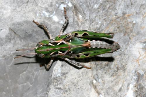 Réf. 78 667 : Oedaleus decorus