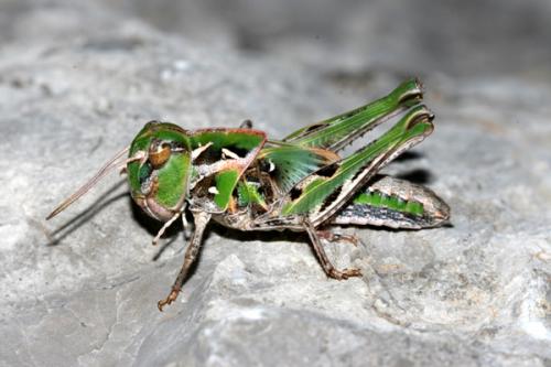 Réf. 78 668 : Oedaleus decorus