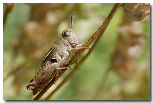 Paracaloptenus bolivari