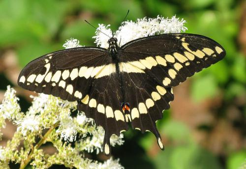 Papilio cresphontes