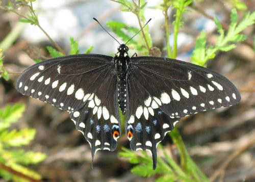 Papilio polyxenes