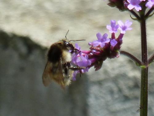 Réf. 78 905 : Bombus humilis