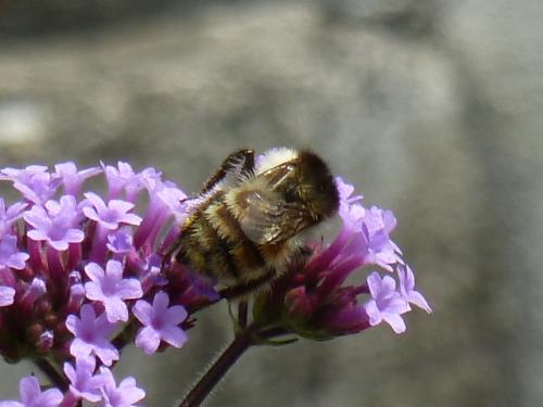 Bombus humilis