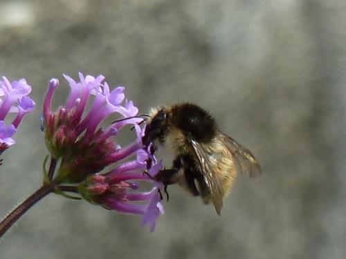 Bombus humilis