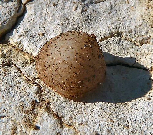 Réf. 78 014 : Microdon sp.