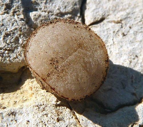 Réf. 78 015 : Microdon sp.